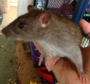 wanda