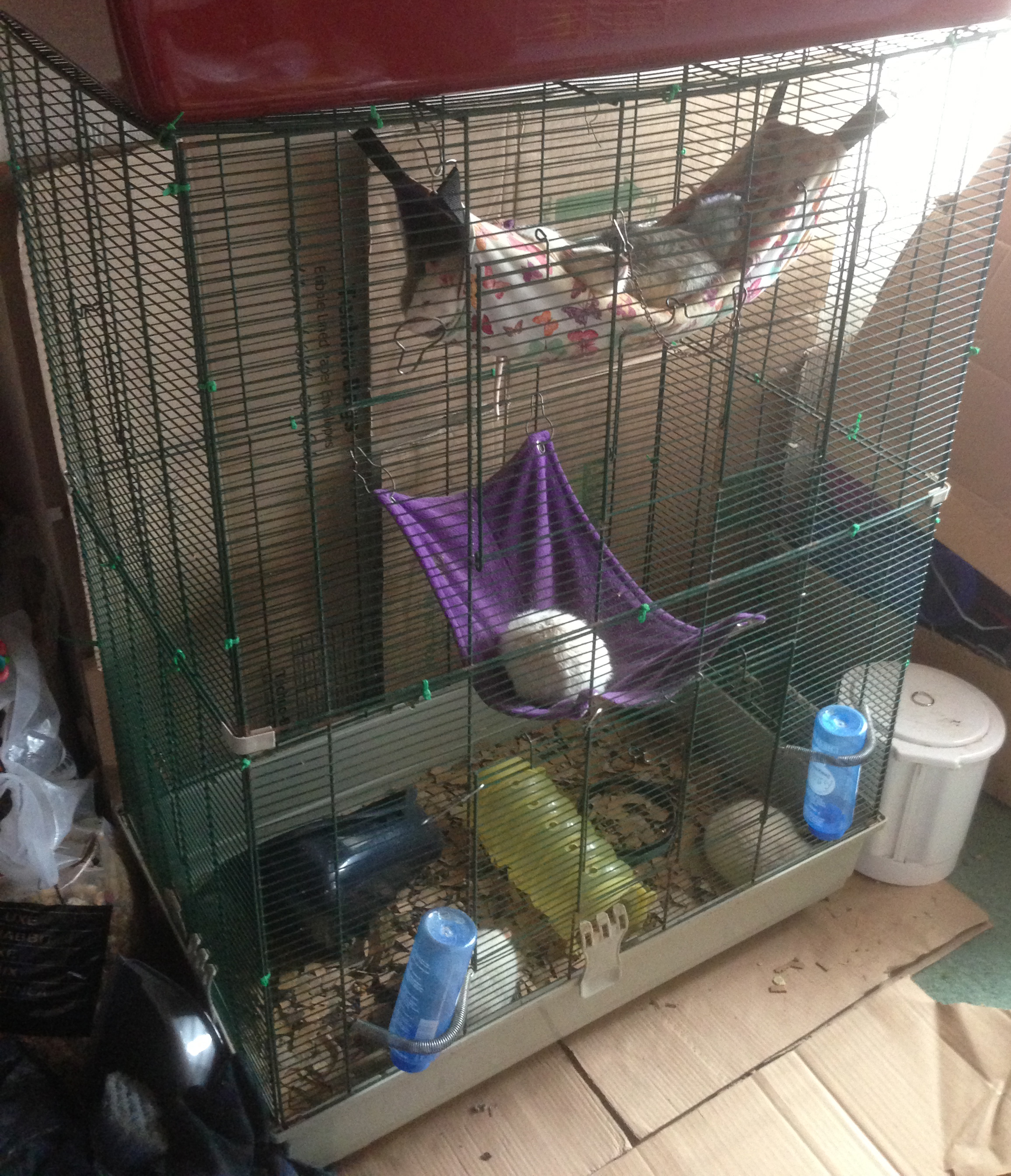 Mary shop rat cage